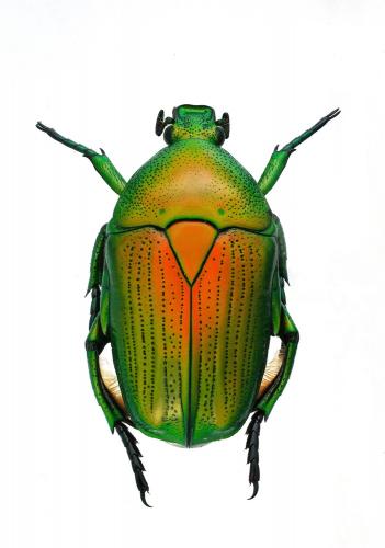 Euchloropus laetus